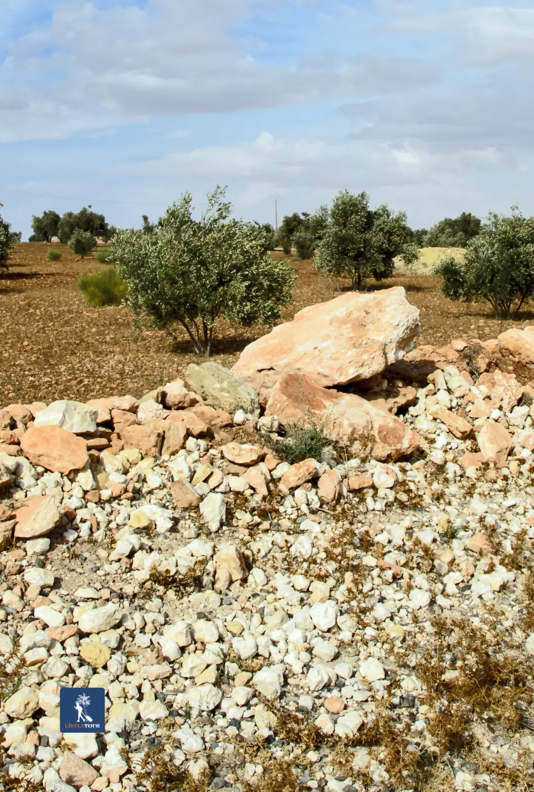 Wide view of olive fields and rocky terrain on the Half-Day Trip Ain El Hajar Countryside