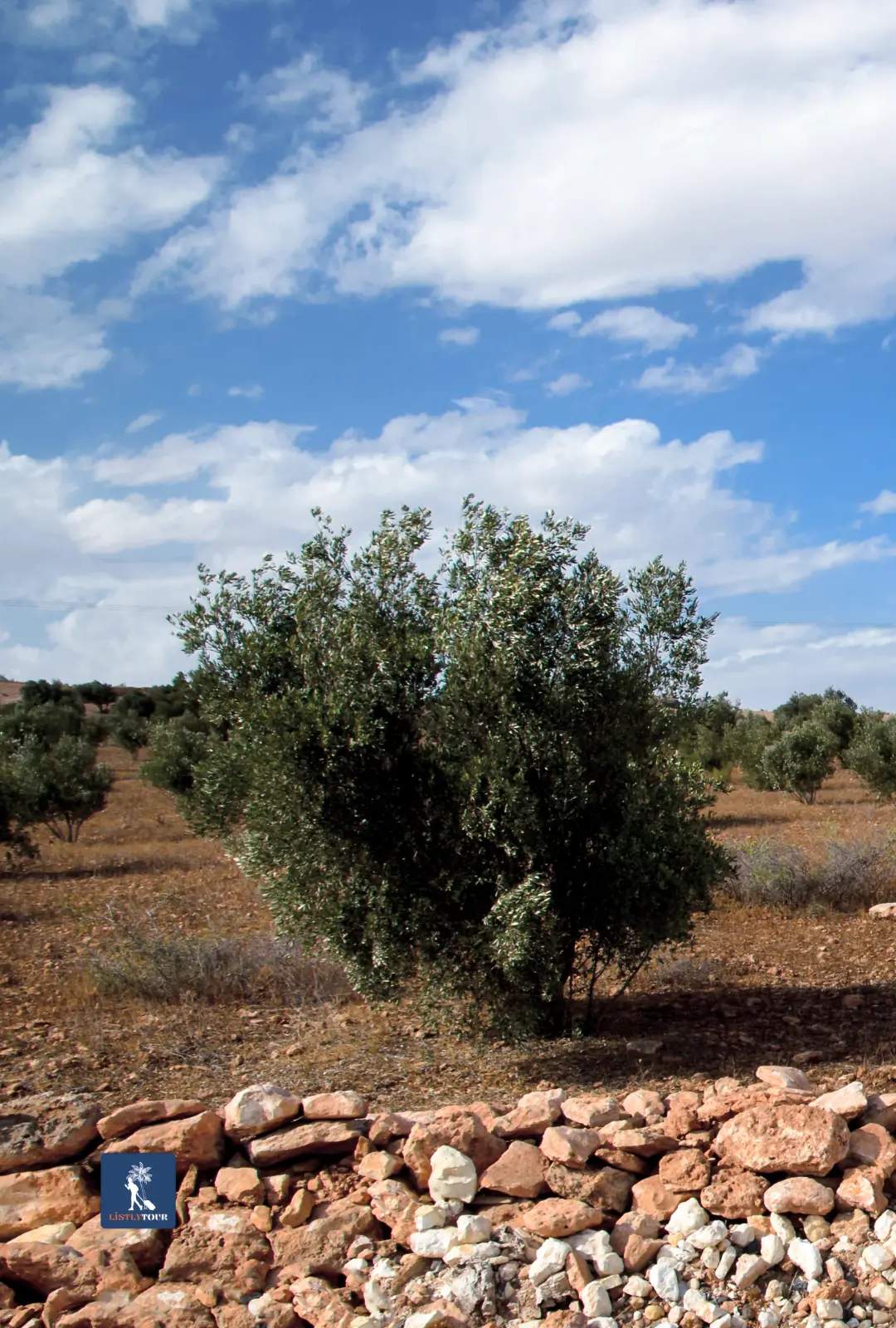 Old olive tree behind a rustic stone wall on the Half-Day Trip Ain El Hajar Countryside