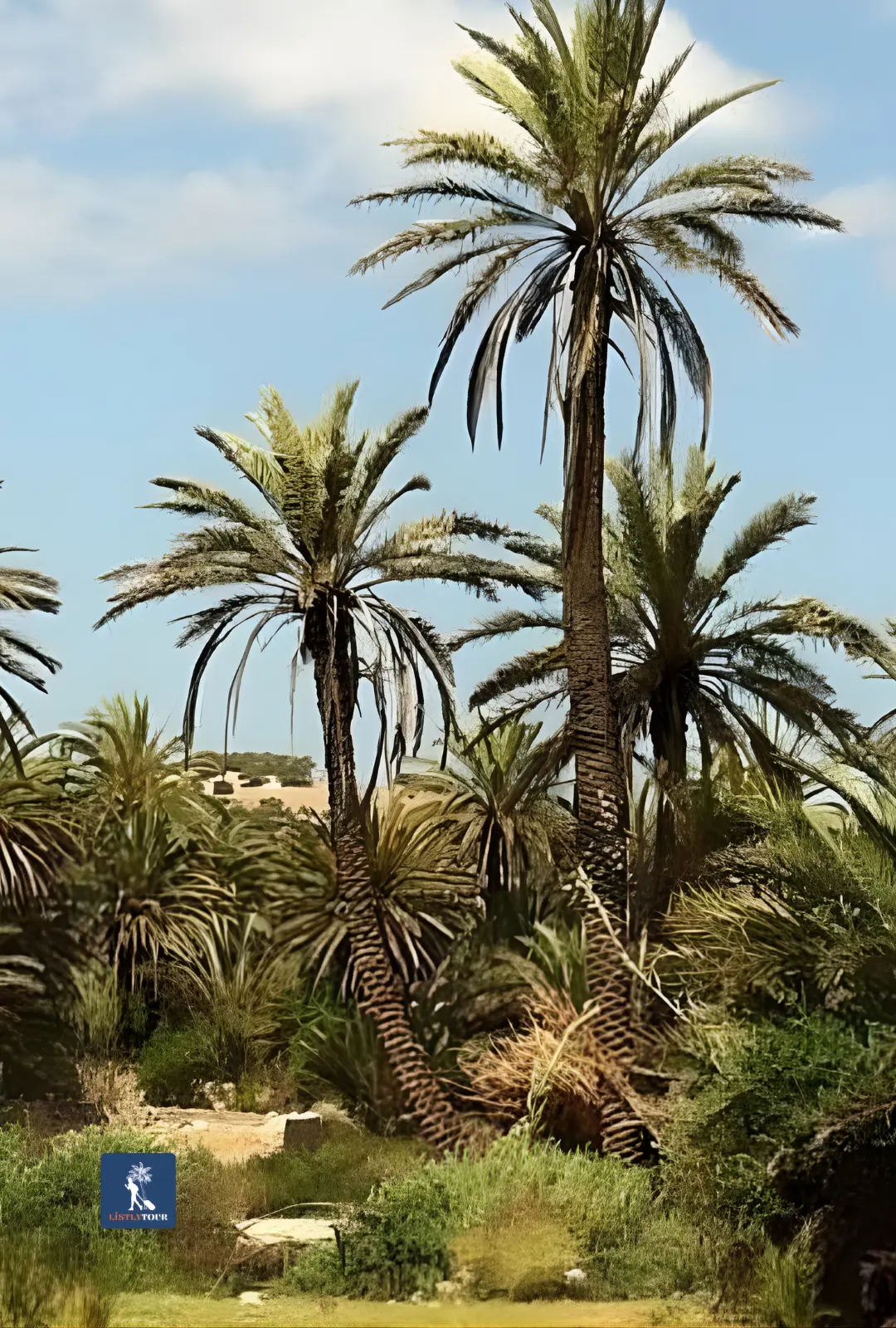 Tall palm trees in a green oasis visited on the Half-Day Trip Ain El Hajar Countryside