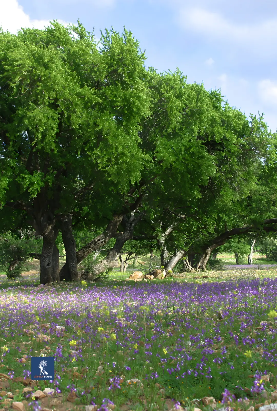 Colorful wildflower meadow beneath green trees on the Half-Day Trip Ain El Hajar Countryside