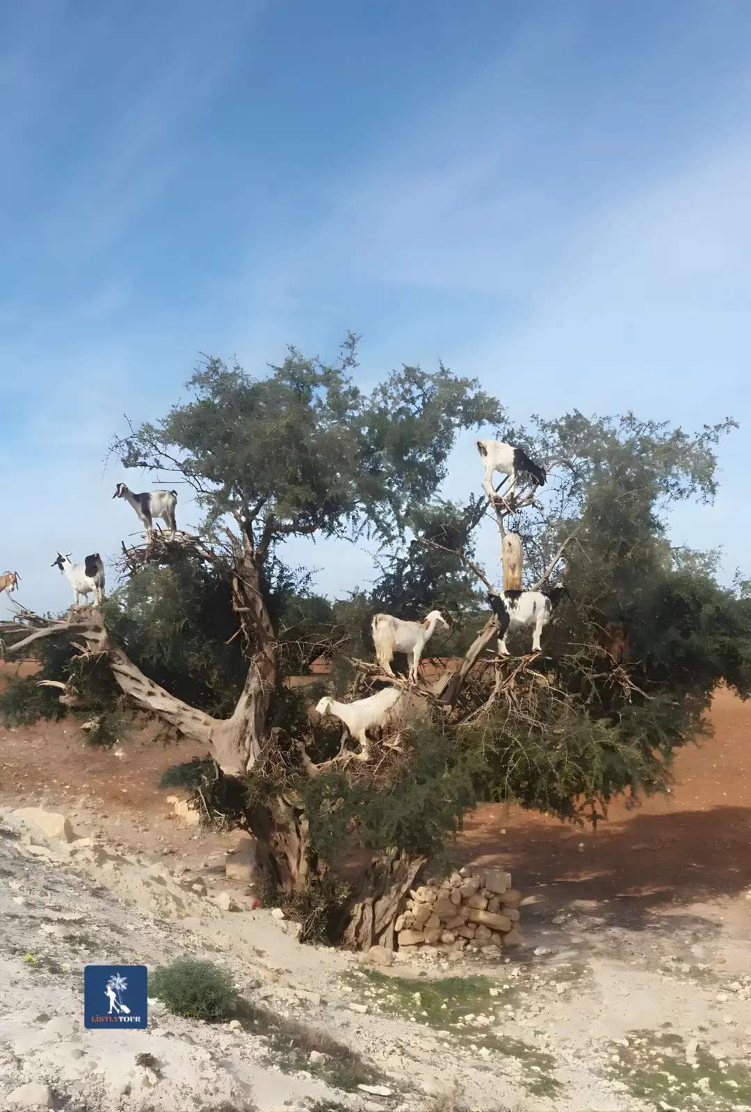 Goats standing high in an argan tree during the Half-Day Trip Ain El Hajar Countryside