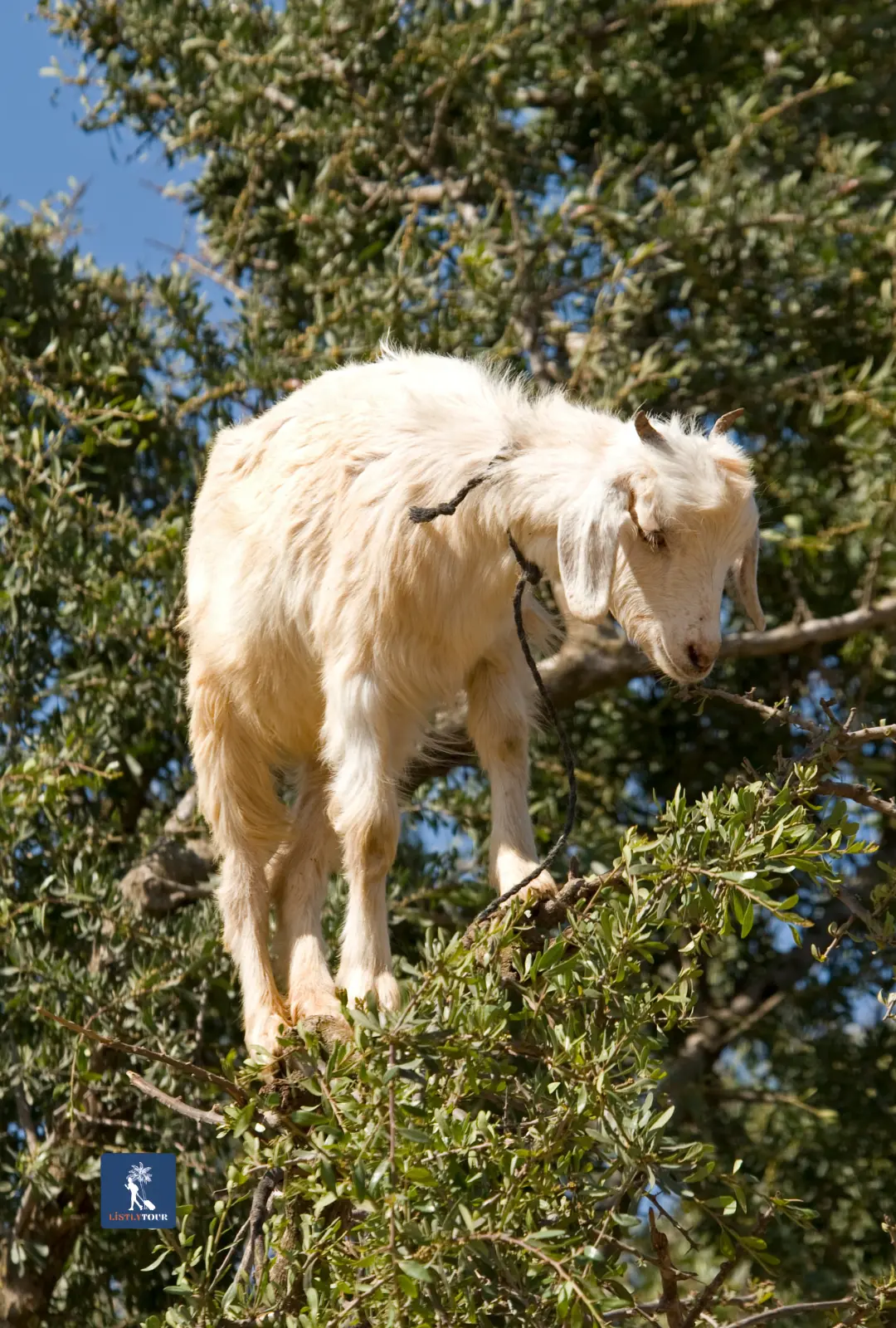goat climbing a countryside tree during the Half-Day Trip Ain El Hajar Countryside